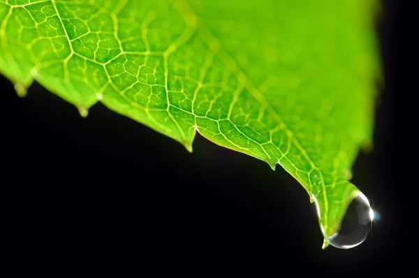 Δροσιά σταγόνα, σε πράσινο φύλλο που απομονώνονται σε μαύρο — Φωτογραφία Αρχείου