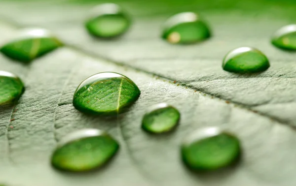 stock image Water drops on the leaf
