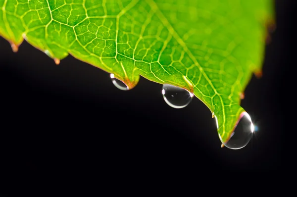 Dew drops on green leaf isolated on black — Stock Photo, Image