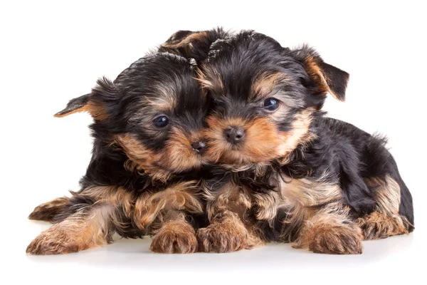 Yorkshire terrier pups — Stockfoto