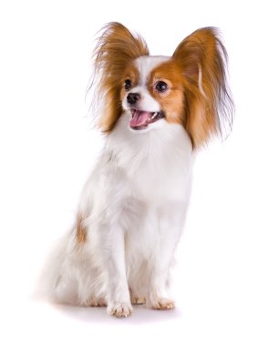 Dog of breed papillon clipart