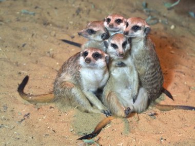 Meerkats clipart