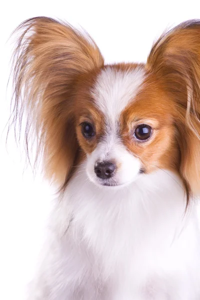 Собака породи Папійон — стокове фото