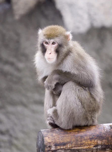 Japonský makak — Stock fotografie