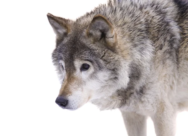 Szary wilk — Zdjęcie stockowe