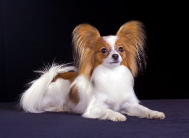 Dog of breed papillon clipart