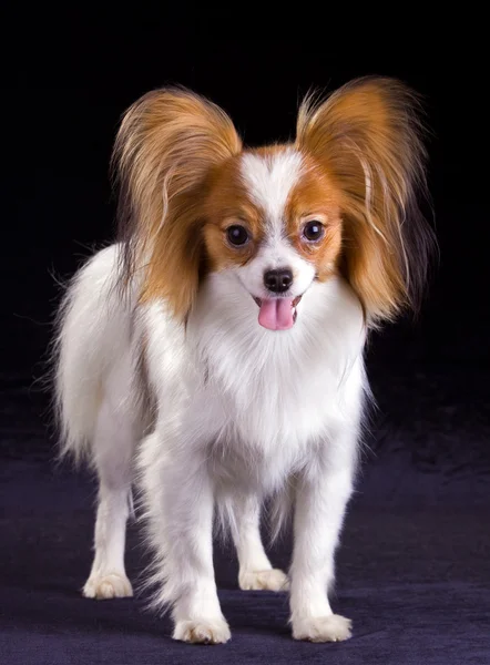 Собака породи Папійон — стокове фото