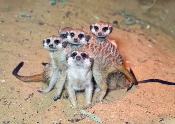 Meerkats — Fotografia de Stock
