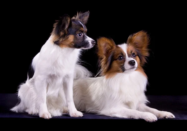 Two papillons — Stock Photo, Image