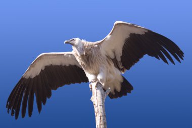 Vulture clipart