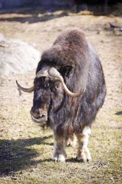 Musk Ox clipart