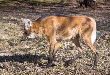 Maned Wolf clipart