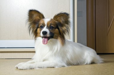 Dog of breed papillon clipart