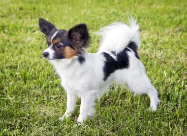 köpek doğurmak Papillon