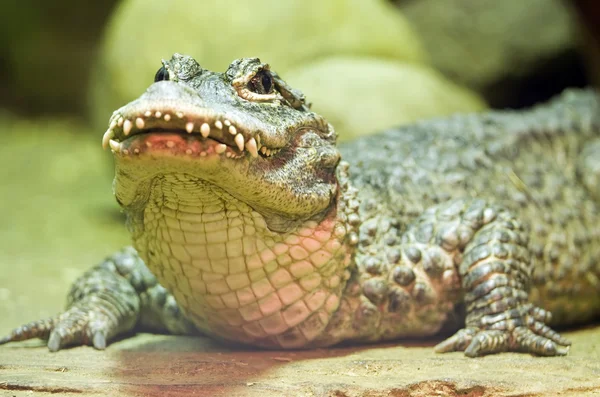 stock image Chinese Alligator