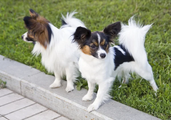 Собаки породи Папійон — стокове фото