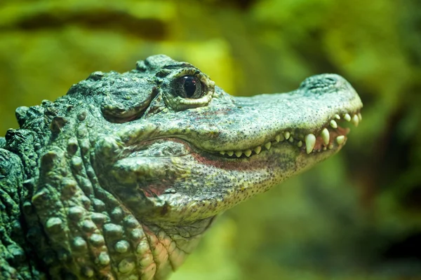 Китайский аллигатор — стоковое фото