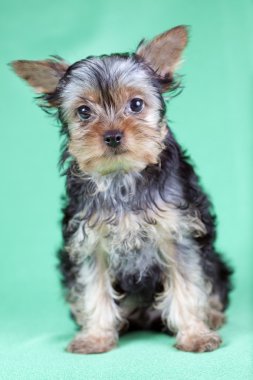 Yorkshire terrier yavrusu