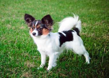 Papillon dog clipart