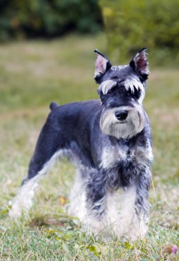 minyatür schnauzer