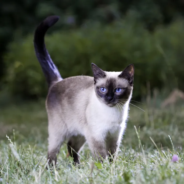 Tay kedi — Stok fotoğraf