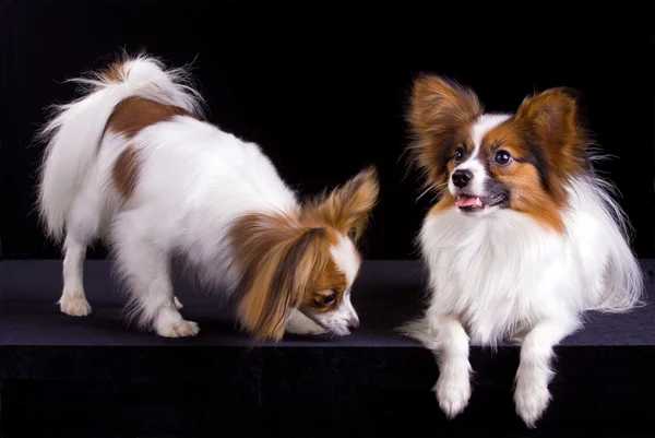 Two papillons — Stock Photo, Image