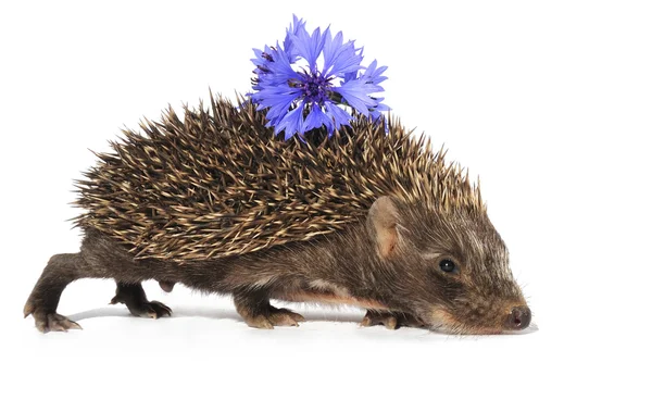 Hedgehog with flower — Stock Photo, Image