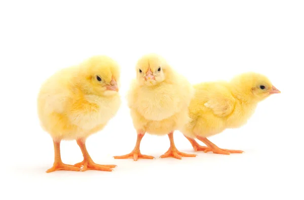 黄色の鶏 — ストック写真