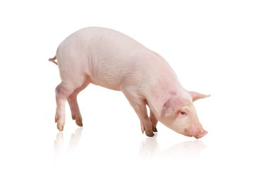 Pig clipart