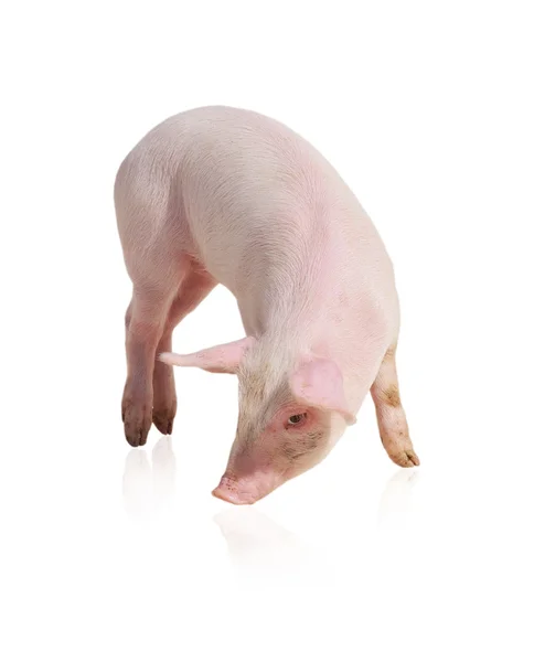 Свинья — стоковое фото