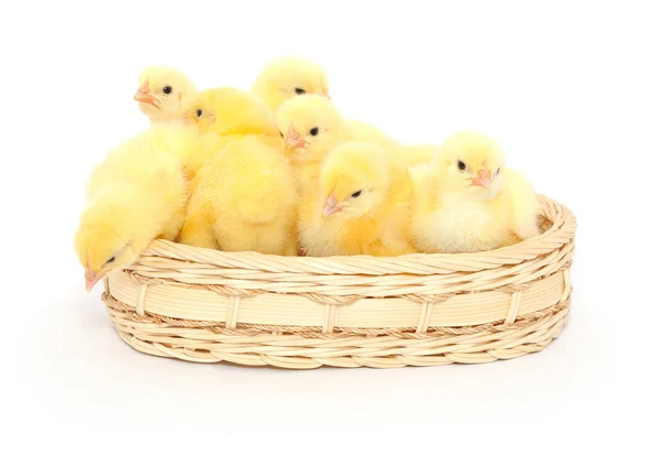 Pollos pequeños en una cesta — Foto de Stock