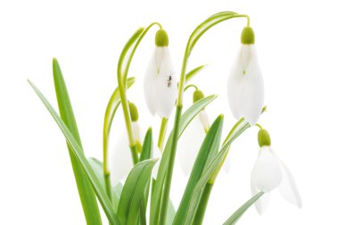 Snowdrops clipart