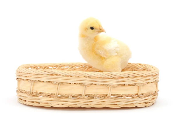 Chicken in basket — Stock Photo, Image
