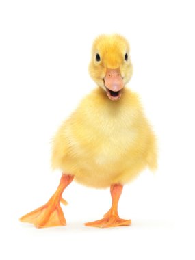 Duckling clipart