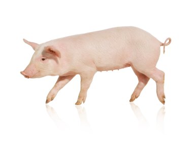 Pig clipart