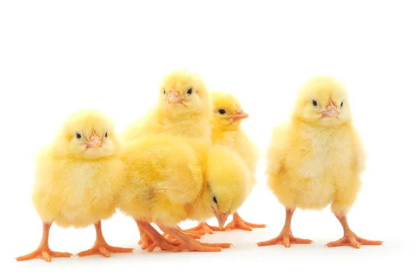 Vijf kippen — Stockfoto