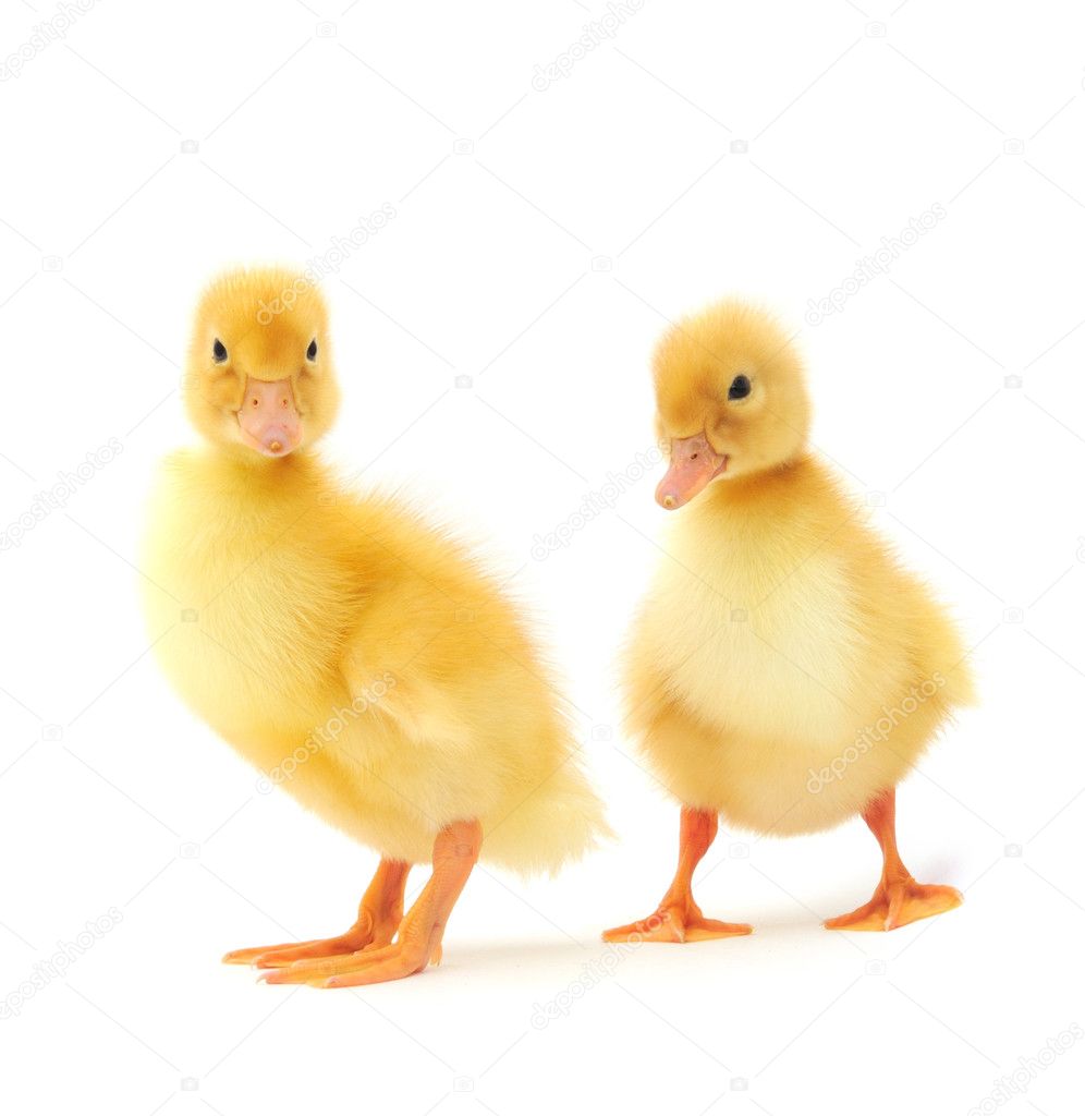 Ducklings