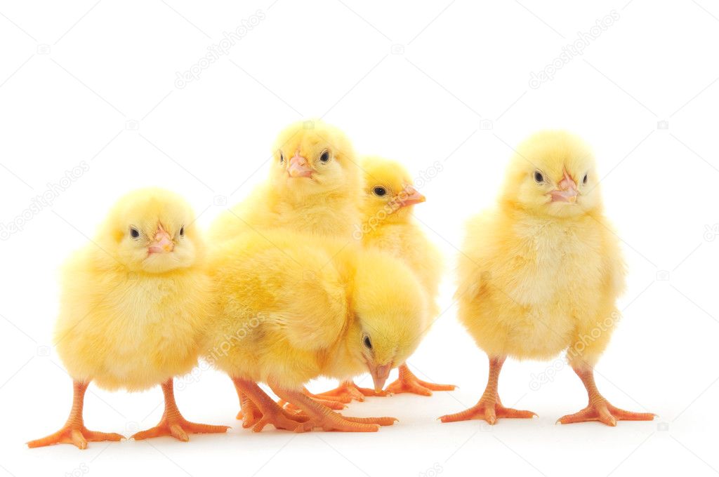 Five chickens