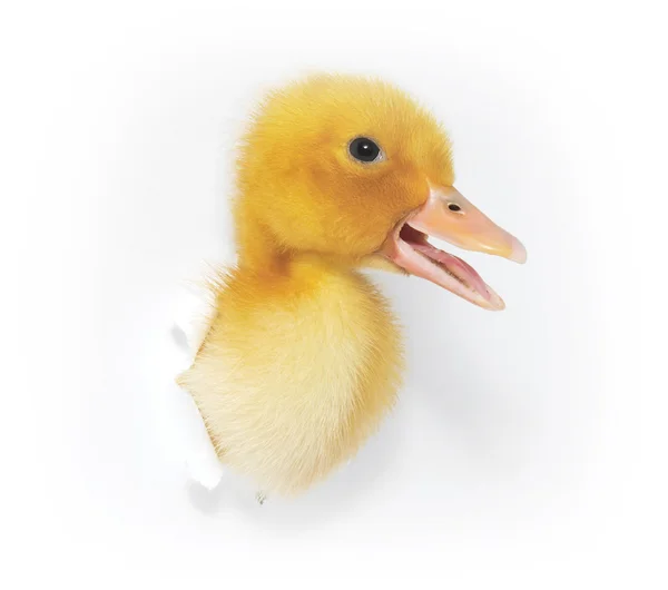 Duckling — Stock Photo, Image