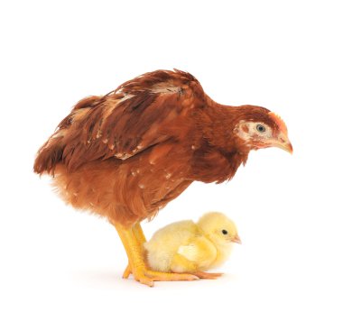 Brown hen and chick clipart