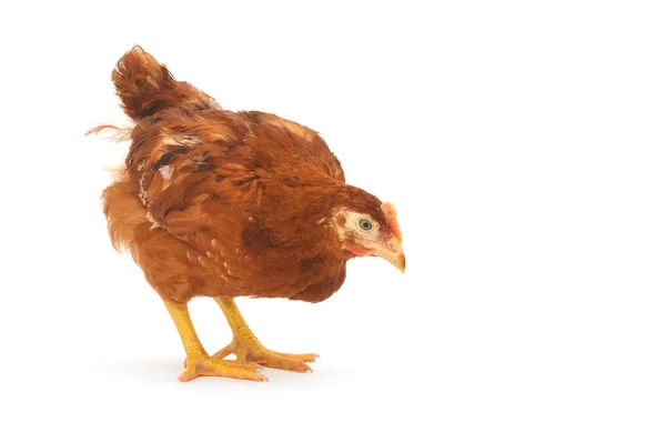 stock image Brown hen close-up