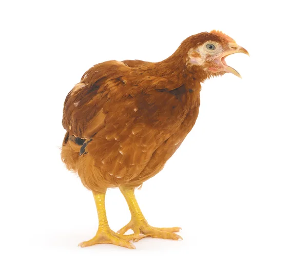 茶色の鶏のクローズ アップ — ストック写真