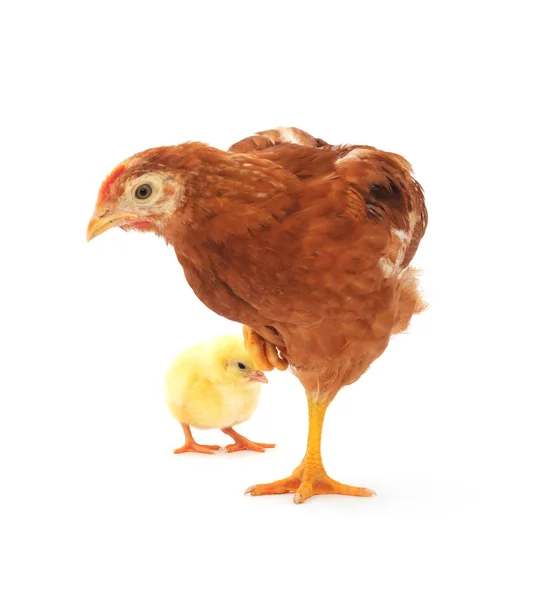 stock image Brown hen and chick