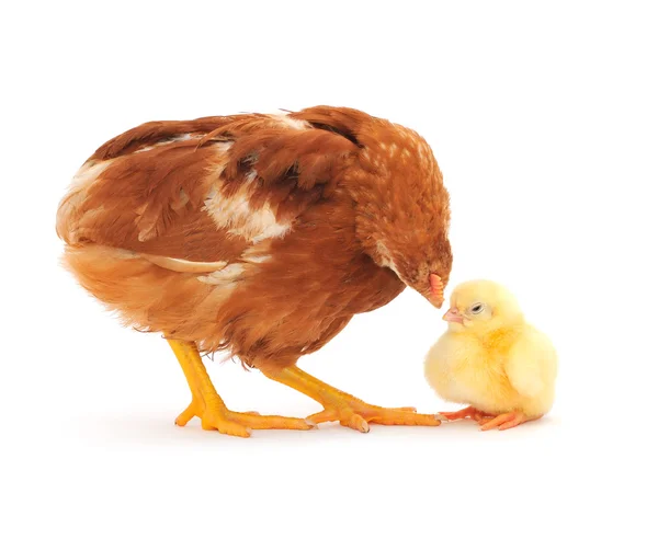 茶色の鶏とひよこ — ストック写真