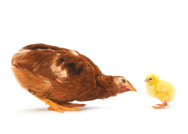 茶色の鶏とひよこ — ストック写真
