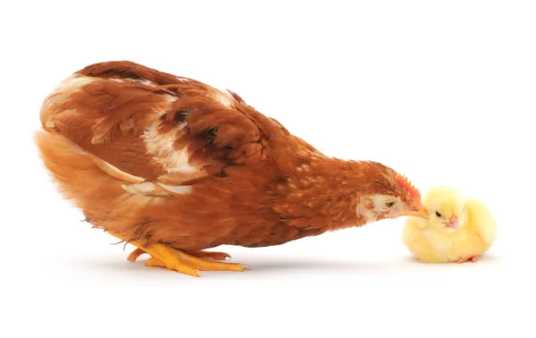 Bruna hönan och chick — Stockfoto