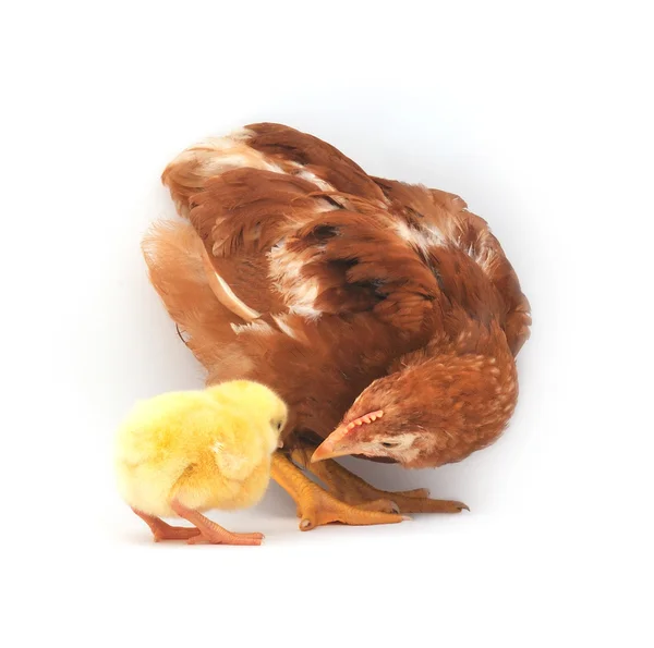 Bruna hönan och chick — Stockfoto
