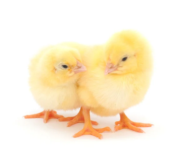 Grupo de pollos bebé — Foto de Stock