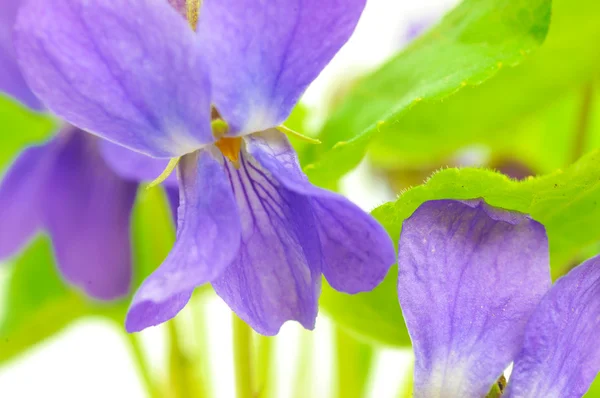Violetas no fundo branco — Fotografia de Stock