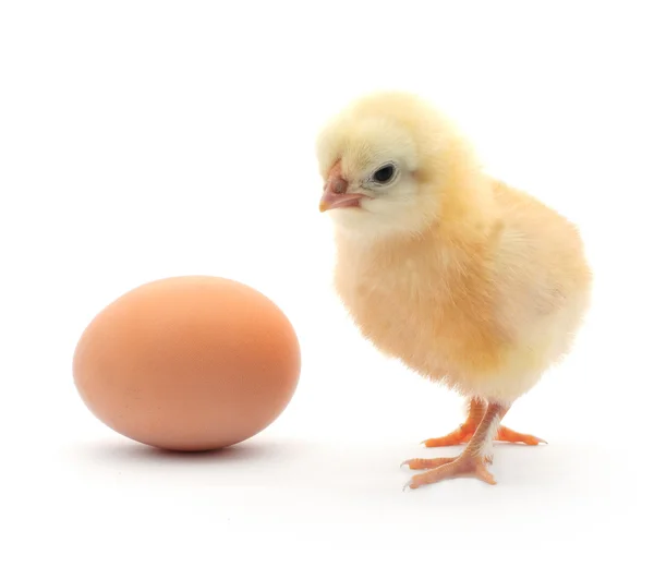 鸡和蛋 — 图库照片